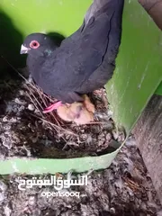  4 متوفر جواز وحمام كش للبيع