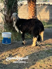  3 كبش نجدي للبيع