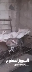  1 حبش ابيض العمر شهر ونص