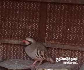  7 متاح في السلط