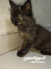  6 قطط تبني الموقع عمان طبربور