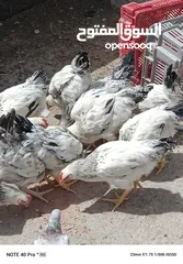  9 فرخات نخب سايكس عمر خمس اشهر ونصف ودجاج احمر سلالة محترمة  بياض بغزارة
