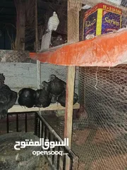  1 تسع دجاجات لمبرجيني اسود نخب عمرهم سنة تقريباً فتحوا عندي وببيضوا ومنهم وحده راقدة وجاجتين وديك لوهم