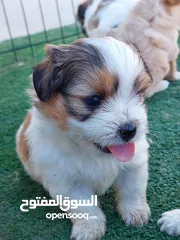  7 كلاب حجم صغير مابكبر
