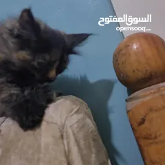  2 انثئ شيرازي