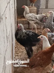  1 دجاج للبيع