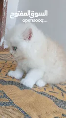  9 كيتنز بيرشن بيور مدربين ومطعمين حشرات 47 يوم