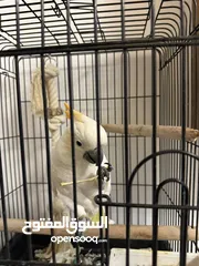  4 cockatoo Parrot