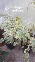  4 نباتات ضلي داخل البيت