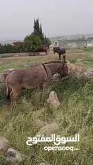  4 حمار فحل نخب للبيع