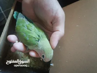  6 فراخ روز لزق اليدوي بسعر 10 دنانير