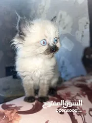  22 قطط ذكور من أصول نقيه واحد همالايا تشوكلت لونج هير بلو بوينت وواحد بريتش ريد لونج هير مقزم للجادين