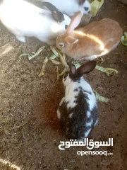  4 ارانب للبيع