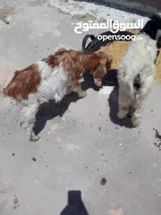  7 ثلاث سخال للبيع