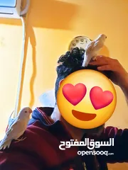  2 غندورات روز اليفات