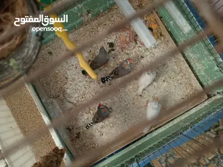  1 طيور فنقز للبيع