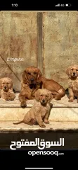  7 كلاب جولدن ريتريفر مستوى عالي جدا اهالي مستوردة عمر 75 يوم Golden retriever puppies