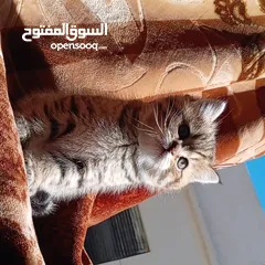  1 قطط سكوتش ستريت