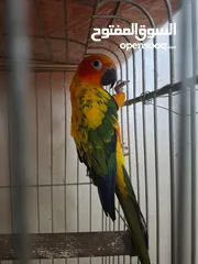  3 جوز صن كنيور مش اليف  منتج