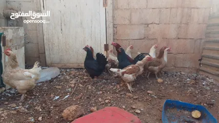  7 11 جاجه وديك نخب النخب