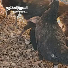  8 فراخ للبيع السلط