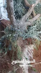  2 اشجار زيتون معمره