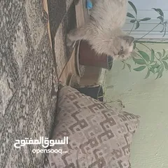  1 قطة  هملايا