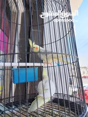  4 جوز طيور كوكتيل