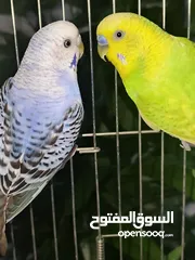  8 طائران من طيور الحب ( البادجي ) عرض جديد