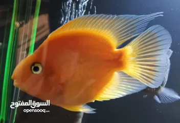  2 سمك زينة مفترس للبيع (كوم كامل أو نص الكوم)