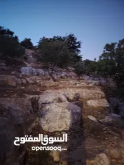  24 ارض للبيع مساحة4300م وعلى الواقع 12دونم تصلح بيت ريفي شاليه ارض زراعيه ويوجد فيها بيت قيد الانشاء