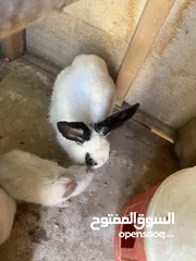  1 موجود ارانب للبيع ما شاء الله شغل مقنوه