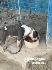  2 للبيع امريكن بولي نثيه وذكر العمر سنه