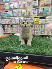  3 سكوتش فولد جولدن العمر شهرين الريلز موضح كل اشي