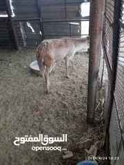  1 خروف سوداني للبيع مش مبدل