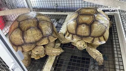  3 Sulcata  african