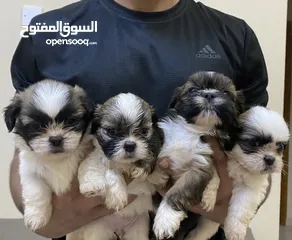  1 Shih tzu baby