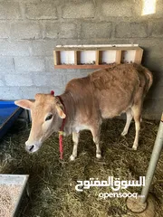  1 عجله عمانية بنت سنه وثلاث شهور حلال طيب