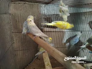  3 طيور حب رينبو وهوقو رومو للبيع
