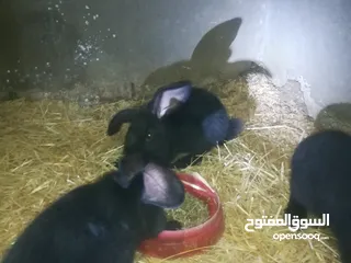 7 أرانب بابيون سلالة صافيه 100%ألوان ساده للبيع