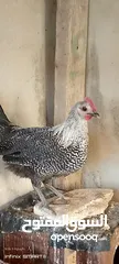  3 ديك للبيع العر 4 شهور