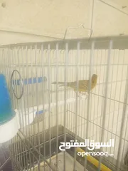  1 عصفور كناري فرخ لون جزري
