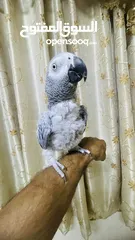  3 كاسكو اليف ومتكلم بطلاقة