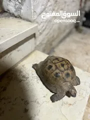  4 سلحفه للبيع