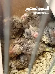  3 فراخ كوكتيل زق يدوي للبيع بسعر حرق