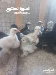  3 مطلوب صيصان كوشن وبراهمه ولوهمان اصلي البزره و