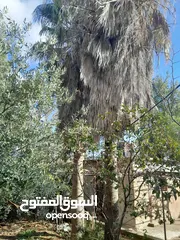  5 شجر للبيع  زينه نخيل وزيتون و خروب