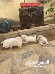  2 جراوا فرنسي للبيع