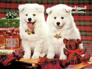  1 Samoyed puppies vaccine male and female