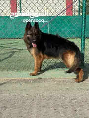  6 German shepherd